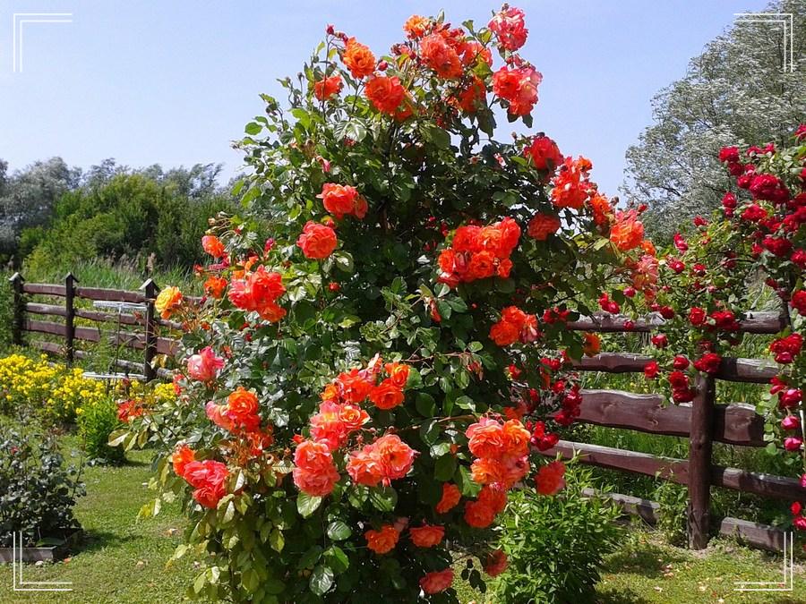 Naranga róża pnąca